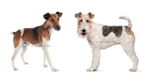 Fox Terrier