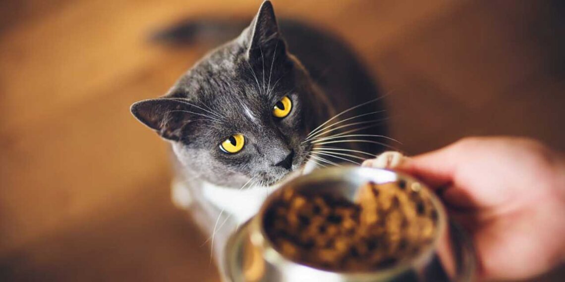 meilleurs-aliments-pour-chats.
