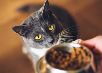 meilleurs-aliments-pour-chats.