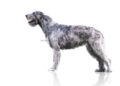 Lévrier irlandais - irish wolfhound