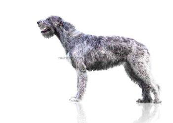 Lévrier irlandais 5 Lévrier irlandais - irish wolfhound