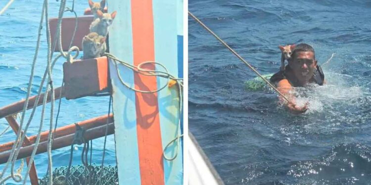 Quatre chats sauvés d'un naufrage par un marin qui a nagé pour les sauver