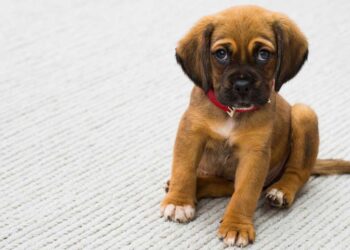 La conjonctivite chez les chiens | Causes, symptômes, traitement 14 conjonctivite chez les chiens