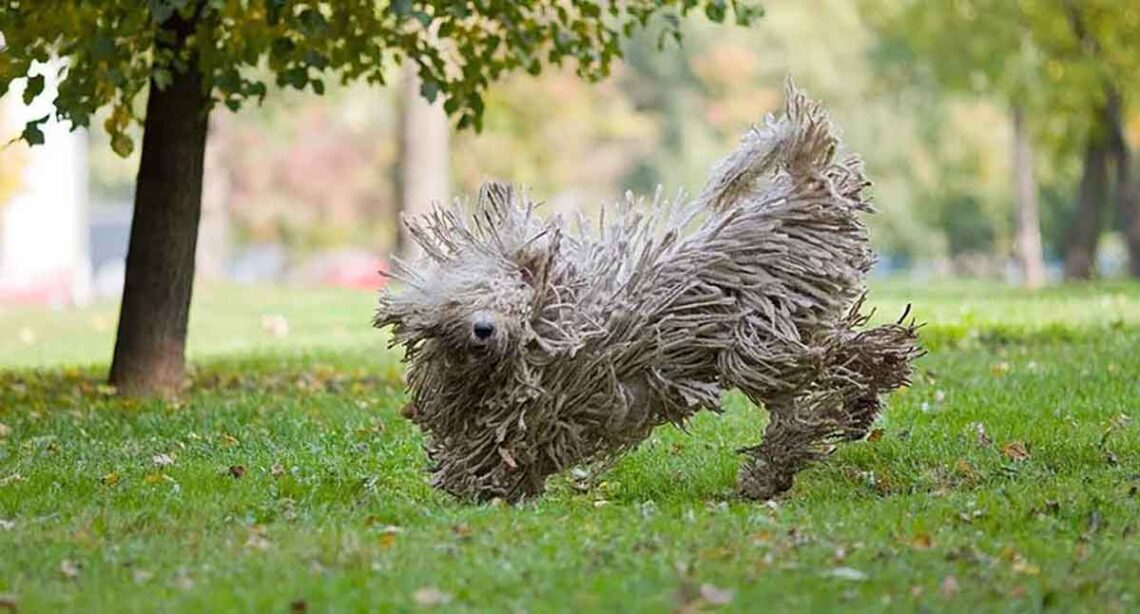 TOP races de chiens les plus drôles