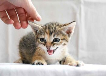 Comment apprendre à un chaton à ne pas mordre