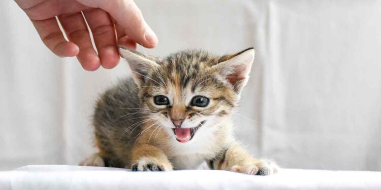 Comment apprendre à un chaton à ne pas mordre