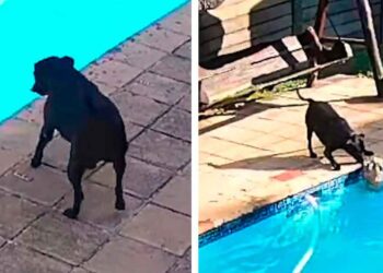 caméra sécurité capture chien sauve piscine