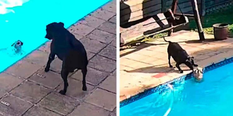 caméra sécurité capture chien sauve piscine