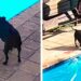 caméra sécurité capture chien sauve piscine