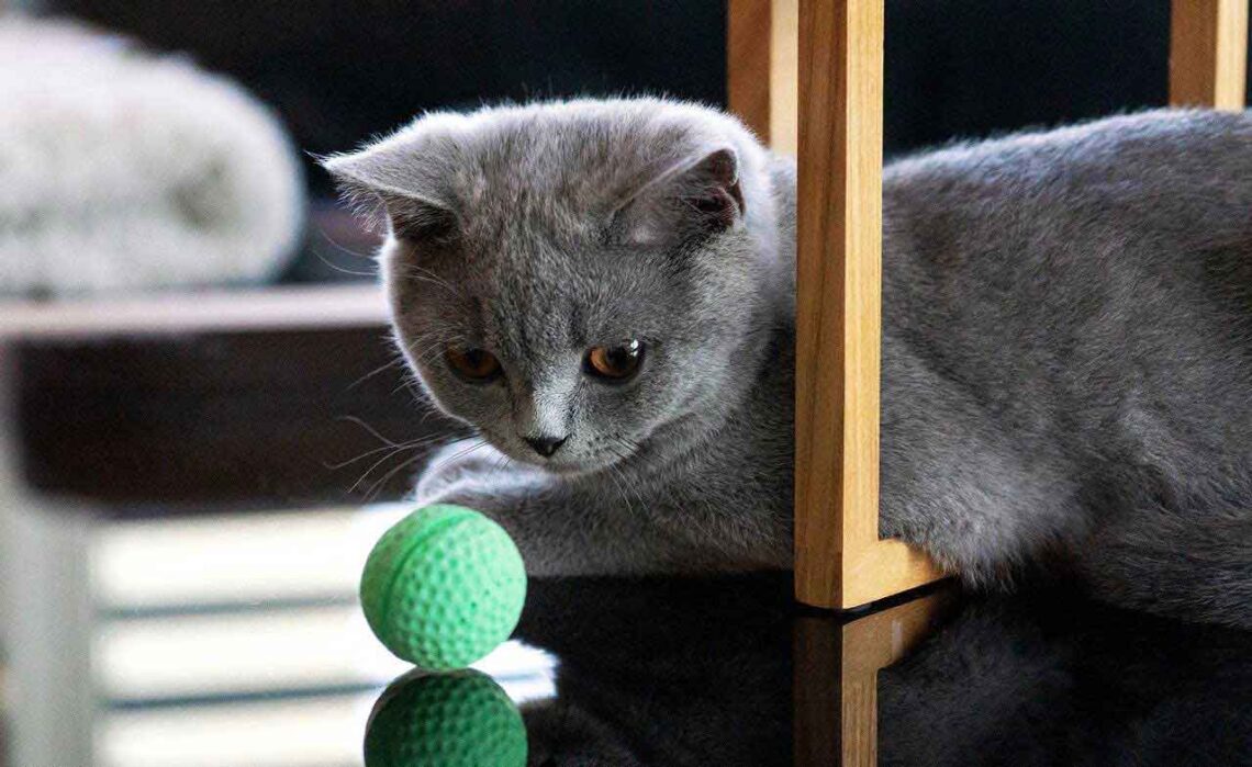 garder votre chat amusé pendant des heures