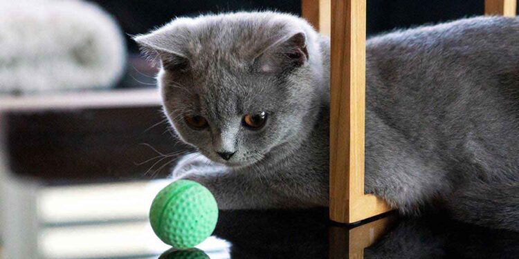 garder votre chat amusé pendant des heures