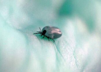 réalités tiques et animaux domestiques