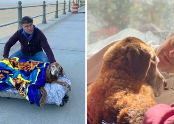 un homme construit lit mobile chien 16 ans