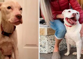 pitbull-sous-poids-trouve-appartement-abandonne