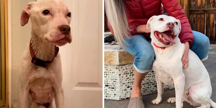 Un pitBull de poids insuffisant trouvé dans un appartement abandonné, maintenant en sécurité 1 pitbull-sous-poids-trouve-appartement-abandonne
