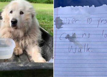 vieux chien attaché abandonné note déchirante7 mots