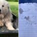 Un vieux chien est attaché à un traîneau et laissé avec une note déchirante de 7 mots 9 vieux chien attaché abandonné note déchirante7 mots