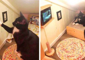 Bryan Davies homme transforme chambre pour son chat