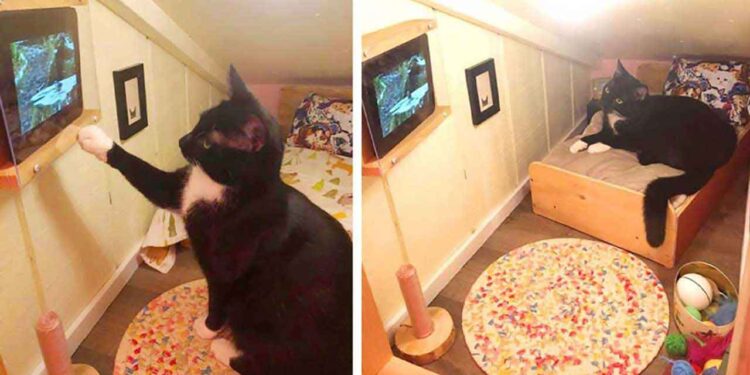 Un homme transforme l'espace derrière le mur en une chambre pour son chat 1 Bryan Davies homme transforme chambre pour son chat