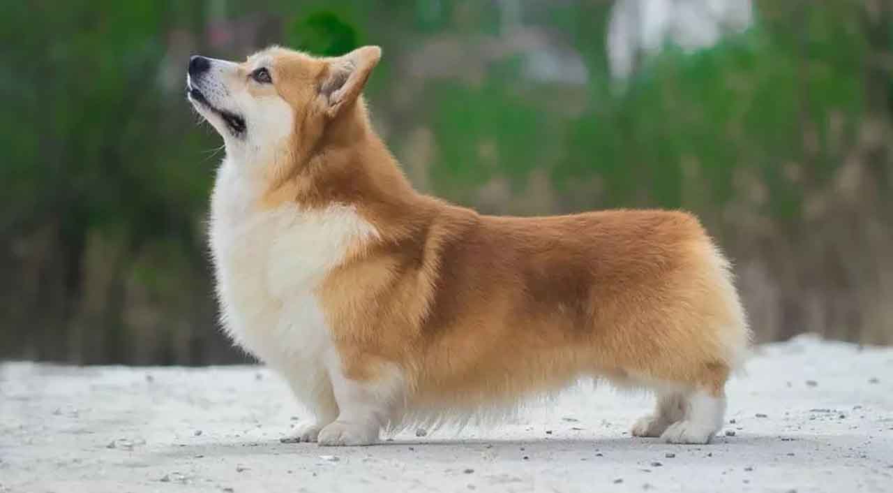 Welsh Corgi Cardigan