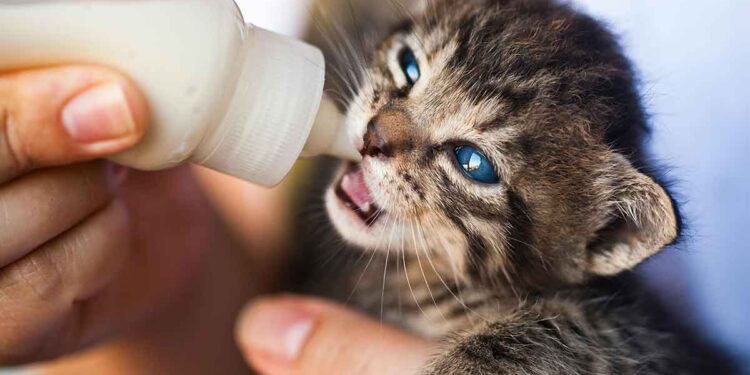 Chaton à la maison : soins, éducation, soins vétérinaires 1 Chaton à la maison soins, éducation, soins vétérinaires