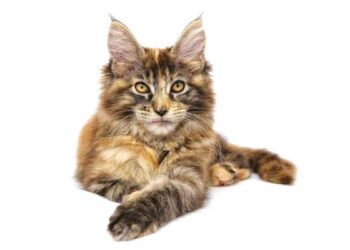 Choisir un chaton Maine Coon - Guide complet