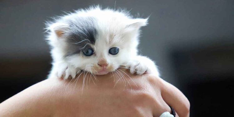 Comment prendre soin d'un petit chaton - Les bases 1 Comment prendre soin d'un petit chaton - Les bases