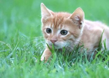 Mon chaton éternue beaucoup? Pourquoi et que faire ?