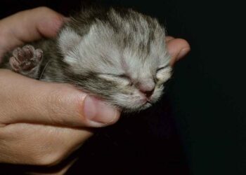 Nourrir petit chaton sane mere