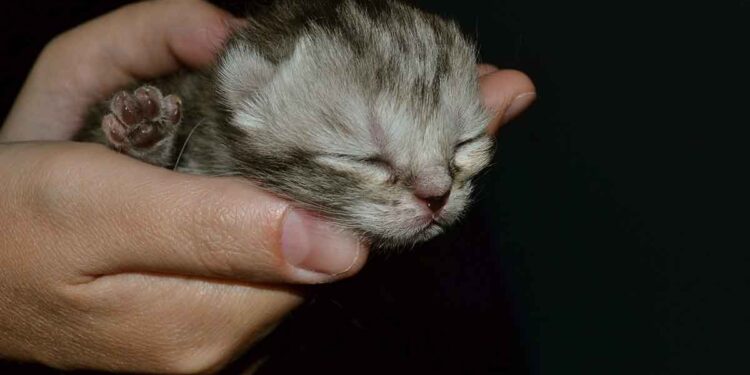 Comment nourrir un petit chaton qui est resté sans mère ? 1 Nourrir petit chaton sane mere