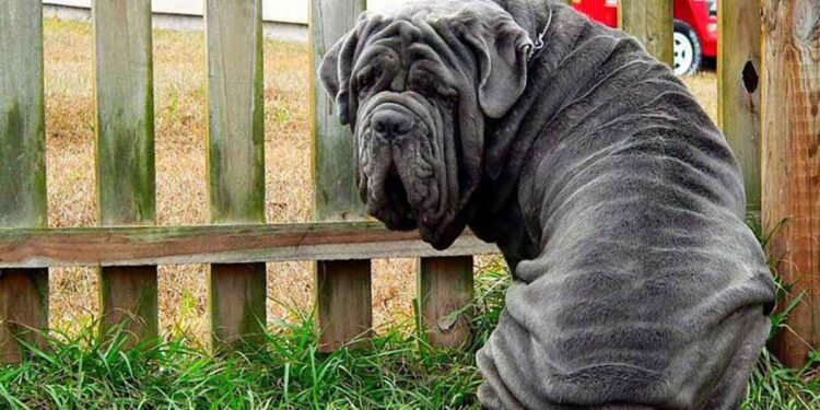 Races de chiens plis ridées