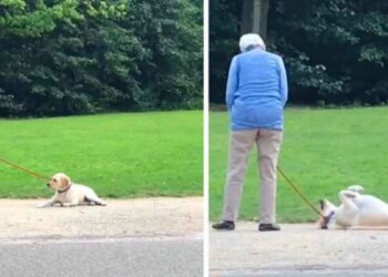 adorable chien joue au mort éviter quitter parc