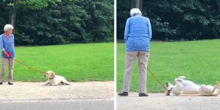 adorable chien joue au mort éviter quitter parc
