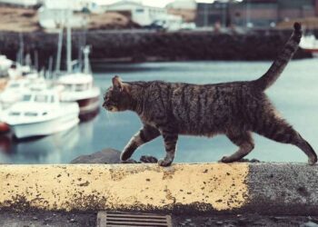 chat parcourt 800 km covoiturage rentrer maison