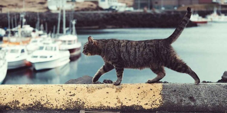 chat parcourt 800 km covoiturage rentrer maison
