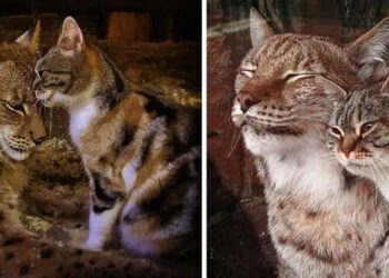 chat se faufile zoo amitié avec un lynx