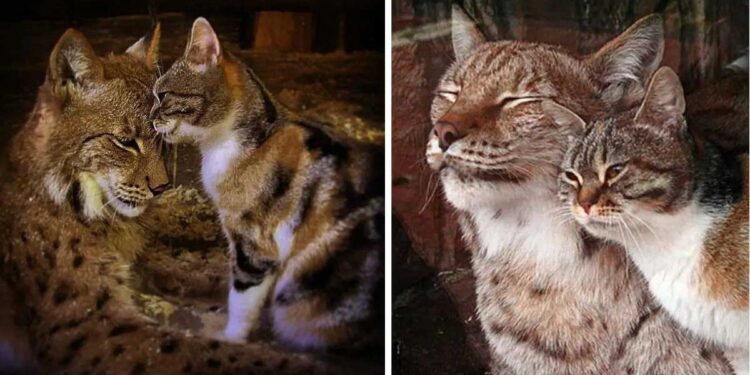 Un chat se faufile dans un zoo à la recherche d'un toit sûr et se lie d'amitié avec un lynx 1 chat se faufile zoo amitié avec un lynx