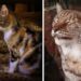 Un chat se faufile dans un zoo à la recherche d'un toit sûr et se lie d'amitié avec un lynx 10 chat se faufile zoo amitié avec un lynx