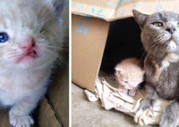 chatte guide sauveteurs vers ses chatons special