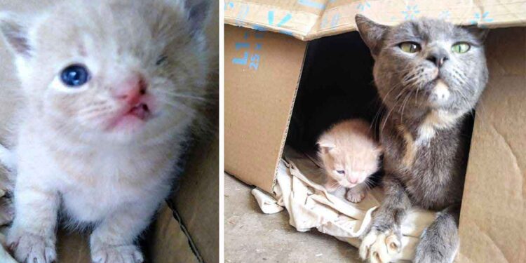 Une chatte guide les sauveteurs vers ses chatons - l'un d’eux est spécial 1 chatte guide sauveteurs vers ses chatons special