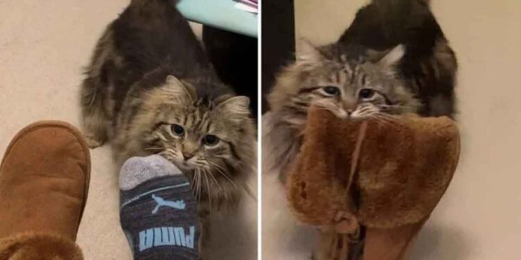 chatte heureuse adoptée apporte maman pantoufles