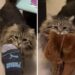 chatte heureuse adoptée apporte maman pantoufles