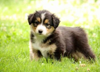 Eduquer un chien à faire ses besoins à l’extérieur ? 12 eduquer chien faire besoins extérieur