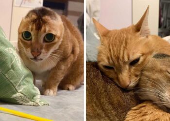 potato chat perdu oreilles