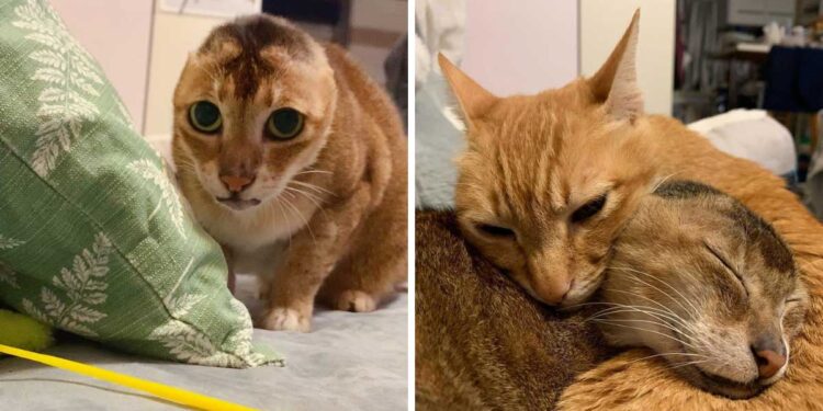 potato chat perdu oreilles