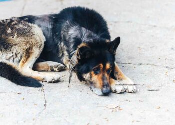 Alopécie chez le chien : causes et méthodes de traitement 13 Alopécie chien