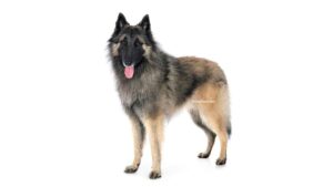Berger Belge Tervueren