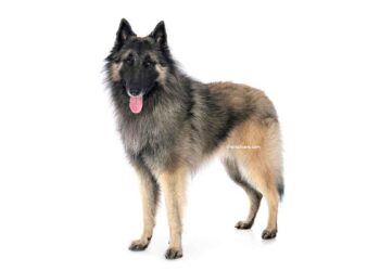 Berger Belge Tervueren 29 Berger Belge Tervueren