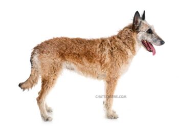 Berger Belge Laekenois 30 Berger Belge Laekenois