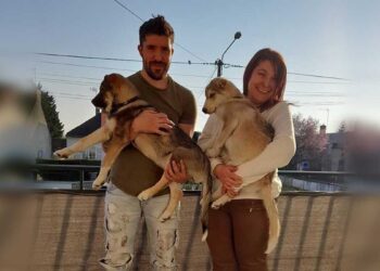 Bretagne couple adopte un chien et 45 minutes plus tard reviennent pour son petit frère aveugle
